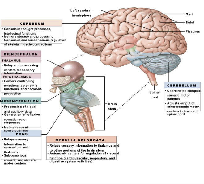 <p>The Brainstem</p>