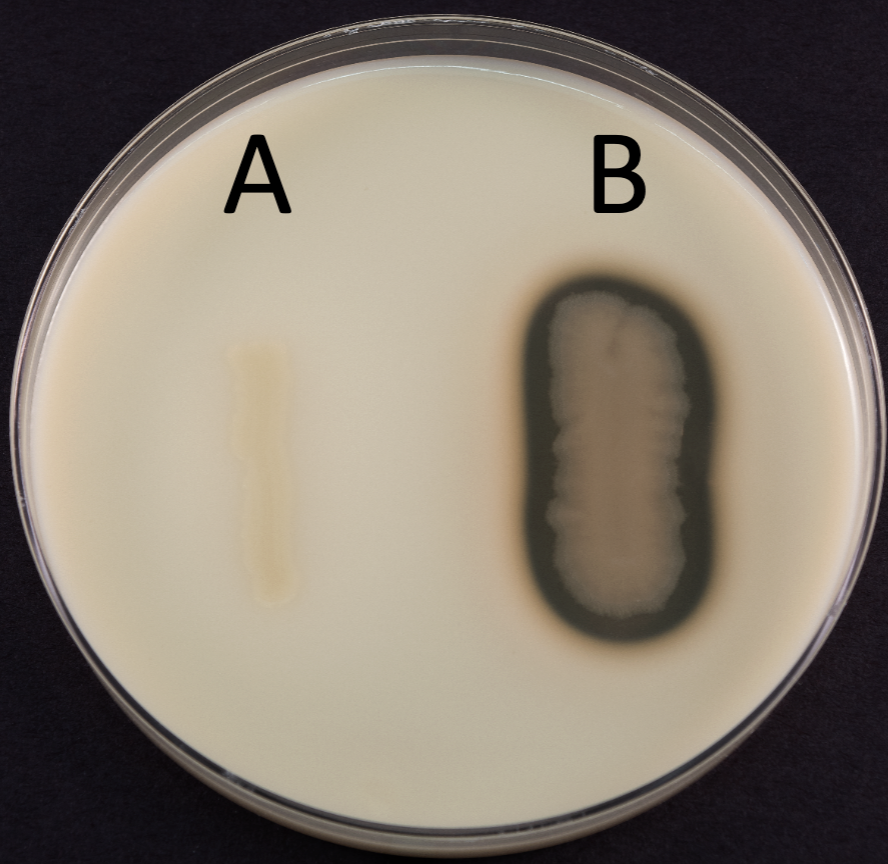 <p><strong>Name: </strong>Casein Hydrolysis Test</p><p><strong>EXOENZYME TESTED: </strong>Caseinase</p><p><strong>MEDIA: </strong>Skim milk agar(is like a milk color on plate)</p><p><strong>INOCULATION GUIDE: </strong>loopful streak</p><p><strong>INCUBATION: </strong>37°C for 48 hrs</p><p><strong>Theory:</strong></p><p>Casein(substrate, white) ——→ caseinase —> amino acids(clear, broke down into this)</p><p><strong>RESULTS:</strong></p><p>(+): clear around the growth (since you released casein to be around you)</p><p>(-): white around the growth</p><p>REVIEW TABLE’S LAB RESULT PLATE TOO</p>