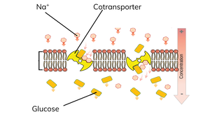 <ul><li><p>when sodium ions bind to a co-transporter protein, amino acids, or monosaccharides also bind to the protein</p></li><li><p>binding of amino acids or monosaccharides causes the transporter protein to undergo a conformational change</p></li><li><p>the amino acids or monosaccharides, along with the sodium ions are transported into the epithelial cell cytoplasm</p></li><li><p>once inside the epithelial cells, the amino acids or monosaccharides can then be used inside the epithelial cells or absorbed into the bloodstream</p></li></ul><p></p>