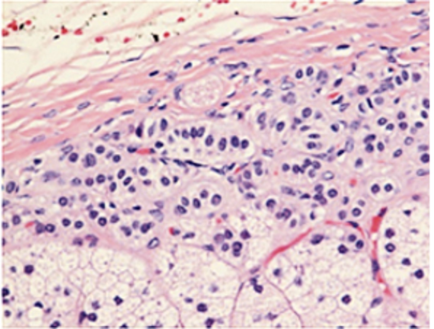 <p>Identify the specific region of the cortex</p>