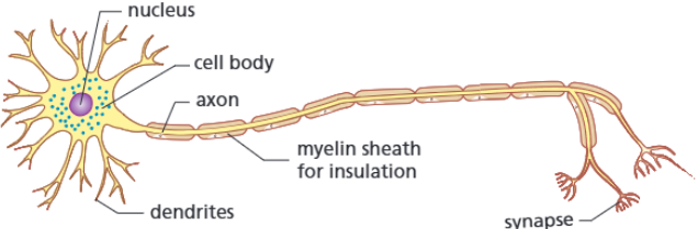 <p><strong>Function:</strong></p><p>Carries electrical impulses around the body of an animal. (They provide a rapid communication system between the different parts of the body).</p><p><strong>Adaptations:</strong></p><ul><li><p>Long axon</p></li></ul><ul><li><p>Myelin sheath</p></li><li><p>Synapses contain transmitter chemicals</p></li></ul><p><strong>How adaptations help:</strong></p><ul><li><p>Axons carry the electrical impulses around the body</p></li></ul><ul><li><p>The myelin sheath insulates the cell, increasing the speed and efficiency of carrying the electrical impulses</p></li><li><p>The transmitter chemicals help carry the electrical impulses across nerve cells</p></li></ul><p></p>