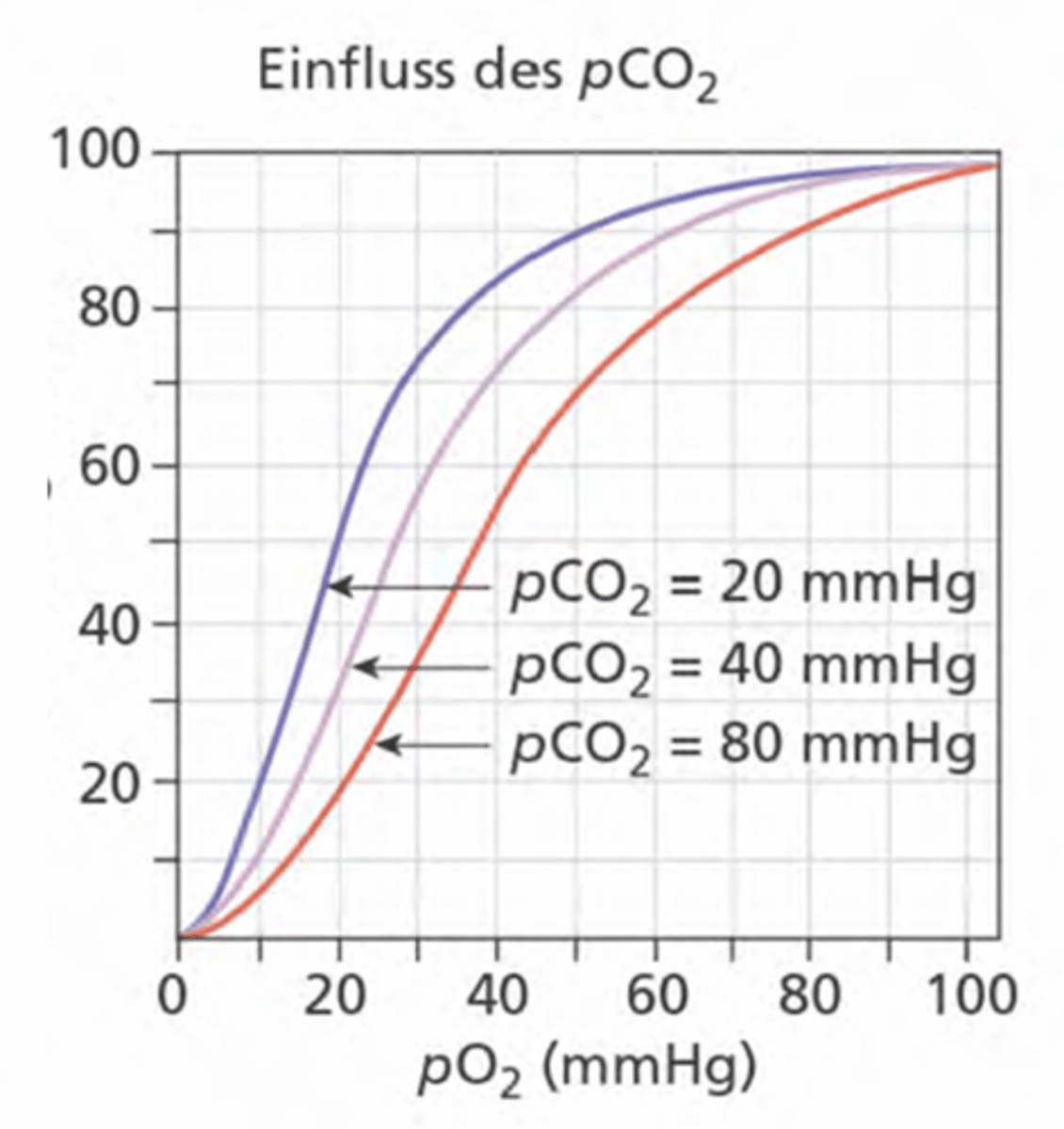 <p>hohe pCO2 = geringere Sauerstoffaffinität der Hb</p><p>geringerer pCO2 = Sauerstoffaffinität des Hb erhöht</p><p>-> Physiologisch sinnvoll: In Geweben mit hoher CO₂-Produktion (z. B. arbeitende Muskeln) wird Sauerstoff leichter abgegeben & n der Lunge (wo CO₂ abgeatmet wird) bindet Hämoglobin leichter Sauerstoff.</p>