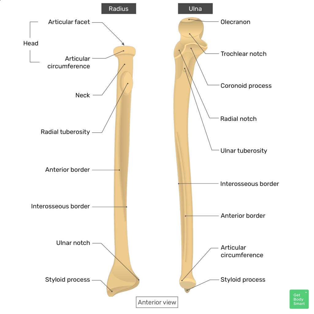 <p>Markings of the ulna</p>
