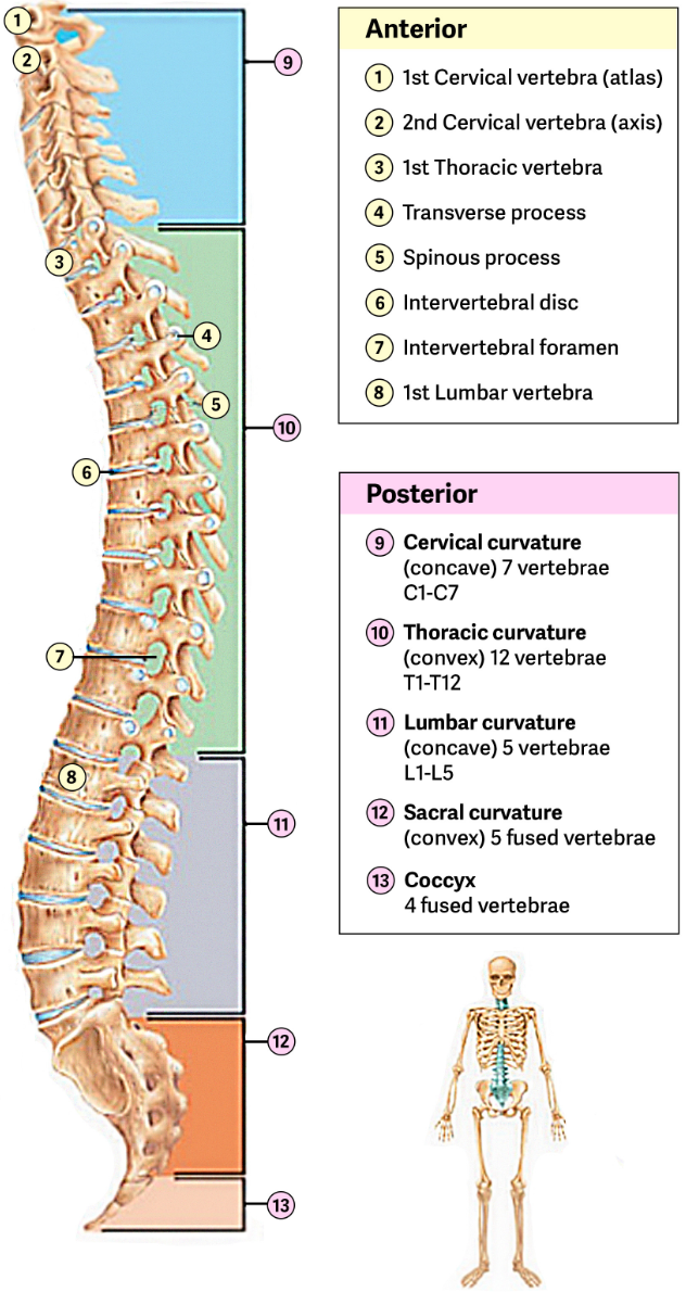 <p>Cartilaginous joint in between each vertebrae</p><ul><li><p>Thick pad of fibrocartilage.</p></li><li><p>Fills the gap between vertebrae.</p></li><li><p>Each disc units the vertebrae.</p></li><li><p>Allows limited amount of movement.</p><ul><li><p><span style="color: yellow;"><strong>Small amounts of each each</strong></span> = <span style="color: yellow;"><strong>large movement of the spinal column</strong>.</span></p></li></ul></li><li><p><span style="color: rgb(77, 155, 203);">Intervertebral Symphysis </span></p></li></ul><p></p>