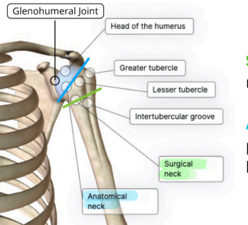 <p>GT-hint</p><p>found near the glenohumeral joint</p>