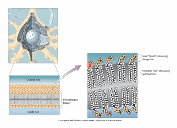 <p>The phospholipid bilayer membrane. It has hydrophilic “heads” (containing phosphate) facing outward on both sides, and hydrophobic “tails” (hydrocarbon chains) forming the interior. This dynamic (not static) bilayer makes it hard for both charged and uncharged particles, including water, to cross.</p>