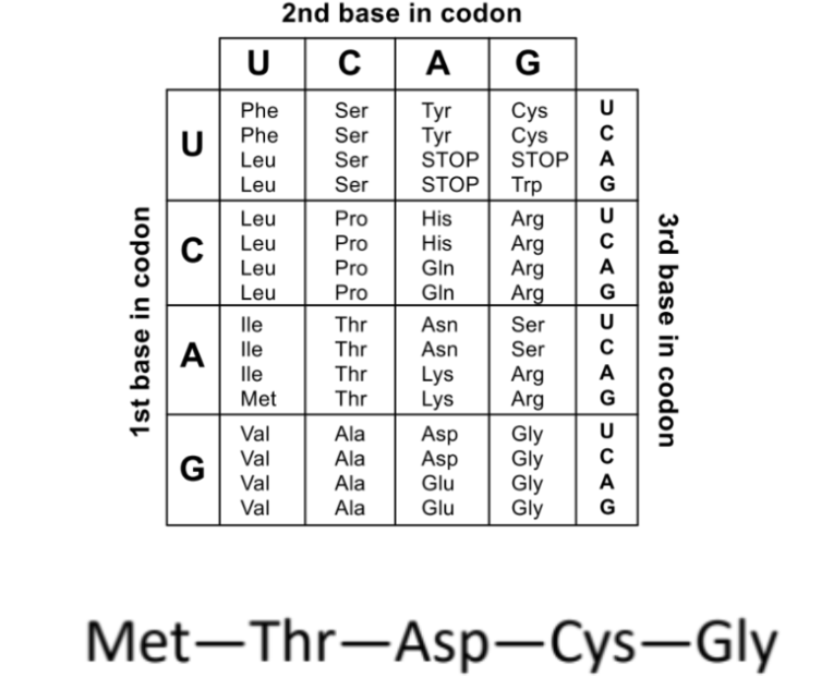 <p>what DNA sequence could encode for the amino acid structure</p>