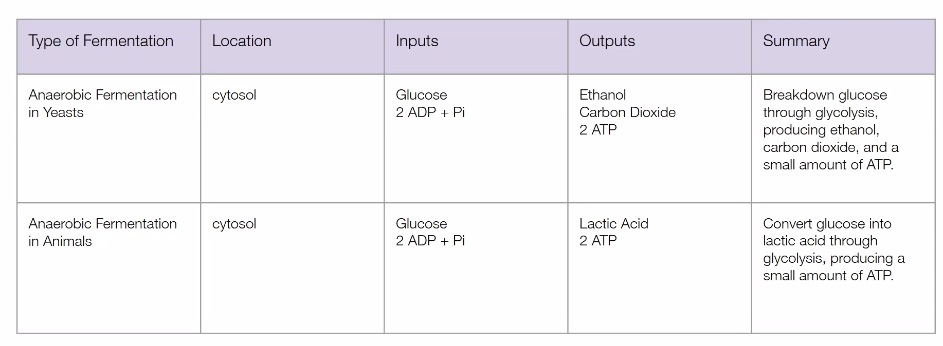 <p></p><ol type="a"><li><p><span><strong>Glycolysis: </strong>2 ATP, same as aerobic respiration.</span></p></li><li><p><span><strong>(Lactic acid or alcohol) fermentation (cytosol</strong> of cells)<strong>: </strong>no ATP produced. Oxygen is not required.</span> <span>In animals, <strong>lactic acid </strong>is produced, cannot accumulate indefinitely. It lowers pH of our cells and blood and can be toxic in high amounts. When oxygen becomes available again, lactic acid is converted back to pyruvate for aerobic respiration.</span><strong> </strong><span>In plants, yeast and bacteria; alcohol and carbon dioxide<strong> </strong>are produced. NO LACTIC ACID.</span></p></li></ol><p></p>