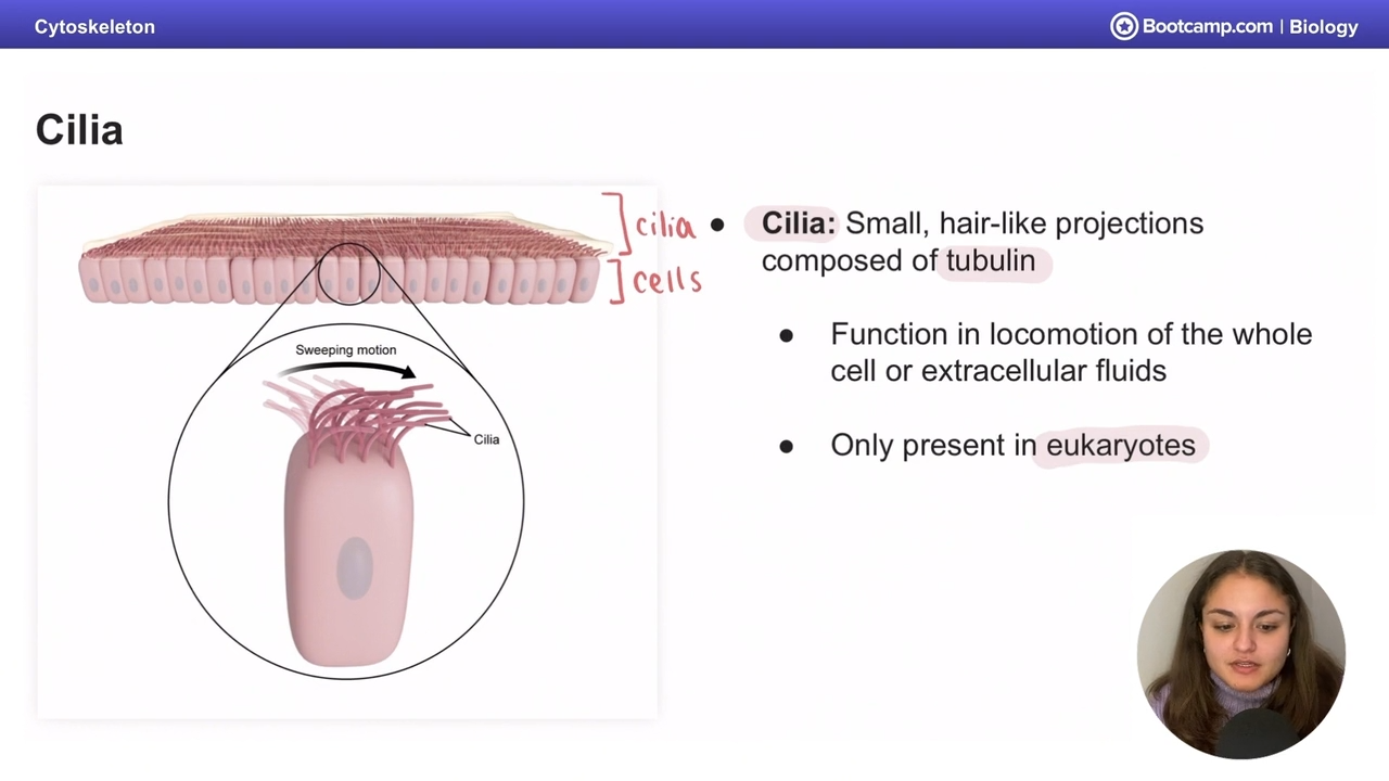 <p>Small, Hair like projections made of <strong>Tubulin</strong></p><p></p><p><strong>in eukaryotes, for movements</strong></p>