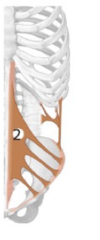 <p>Identify the structure</p>