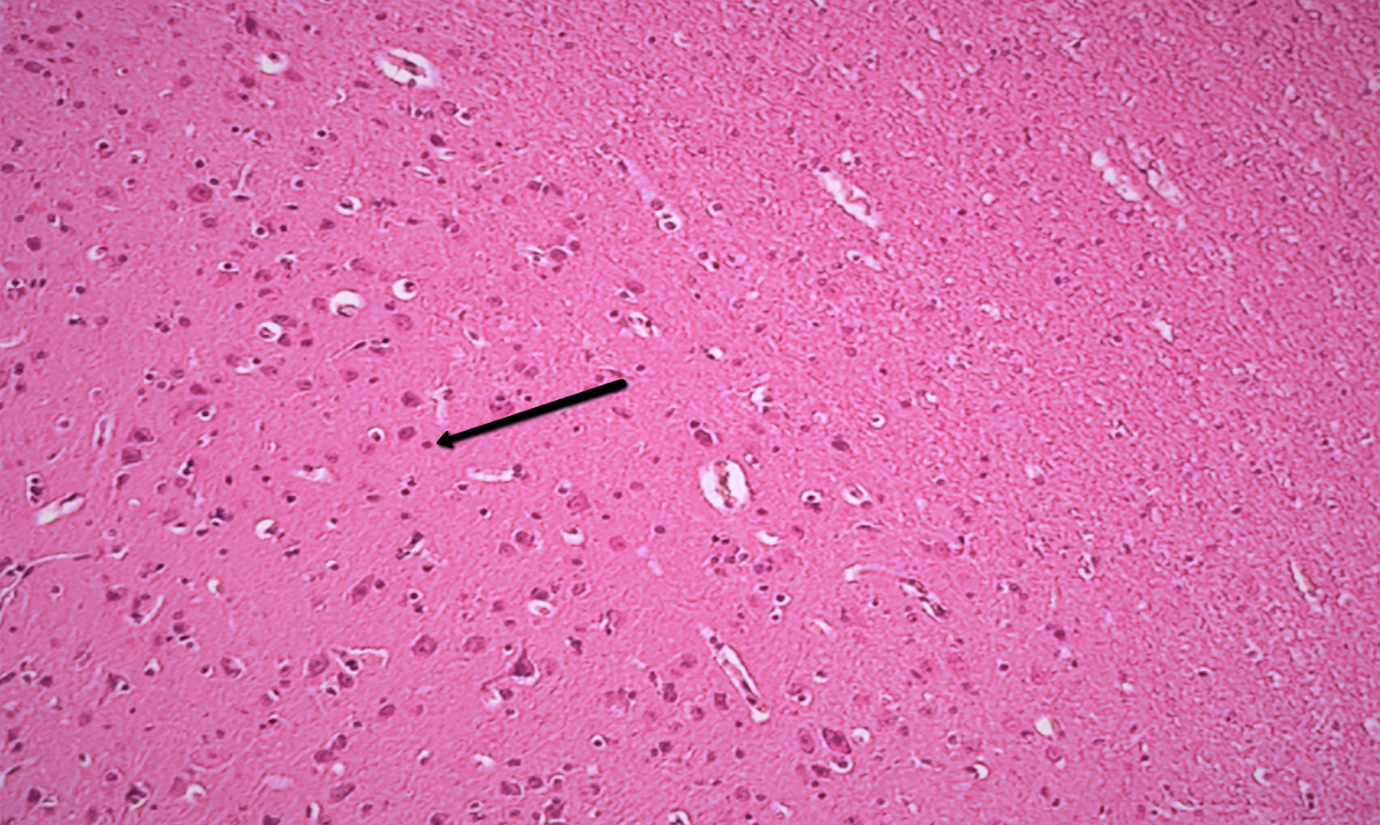 <p><span>Identify the small cell at the tip of the pointer.</span></p>