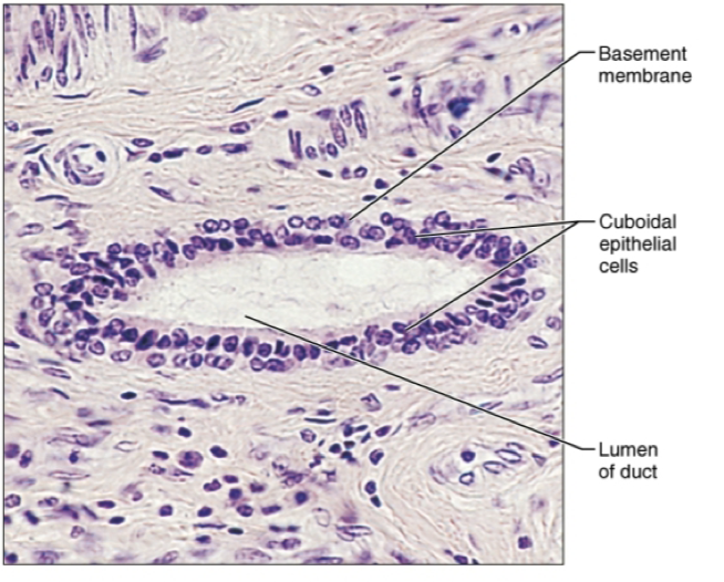 <ul><li><p>location: largest ducts of sweat glands, mammary glands, and salivary glands. </p></li><li><p>function: protection </p></li></ul><p></p>