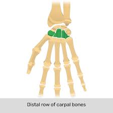 <p>Name the specific part of the bone in color</p>