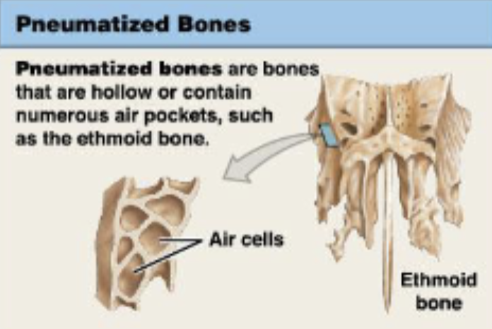 <p>bones that are hollow or contain numerous air pockets, such as the ethmoid bone</p>