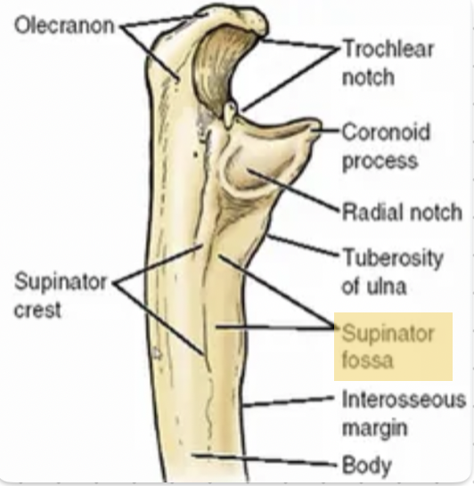 <p><span>A depression between the supinator crest and the distal part of the coronoid process.</span></p>