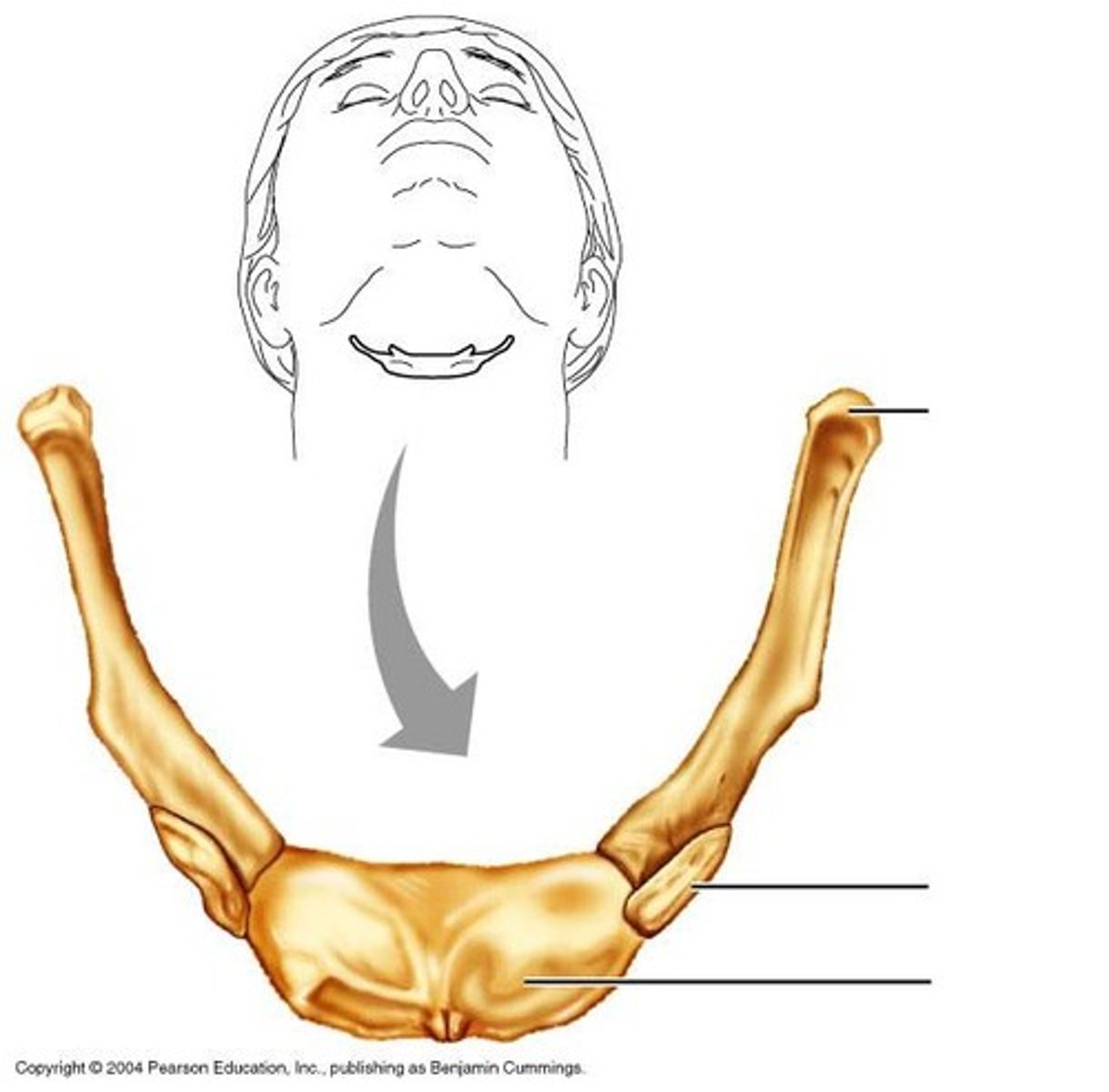 <p>U-shaped bone at the base of the tongue that supports the tongue and its muscles.</p>