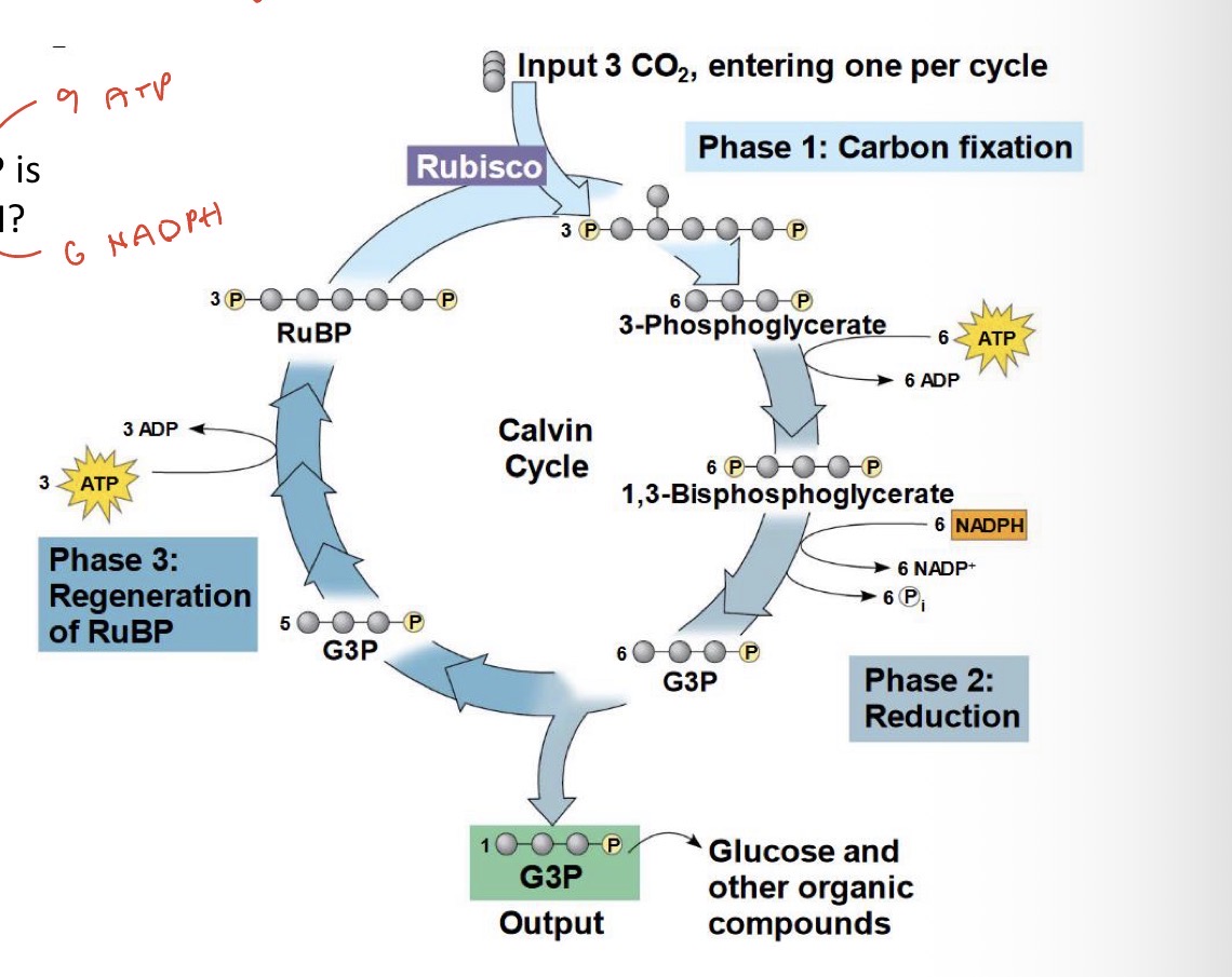 <p>Phase 1: carbon fixation</p><ol><li><p>Rubisco catalyses the fixation of atmospheric C (CO2) to 5C Ribulose bisphosphate (ruBP) creating a 6C molecule which is unstable and instantly splits into 2× 3-phosphoglycerate (3C)</p></li></ol><p>Phase 2: reduction</p><ol start="2"><li><p>6 ATP and 6 NADPH from the light reactions are used in a series of reduction reactions to convert the 2x 3-phosphoglycerate to glyceraldehyde 3 phosphate (G3P) - OUTPUT OF CALVIN CYCLE - one leaves per cycle</p></li><li><p>ATP reoxidised to ADP, NADPH is reoxidised to NAD+</p></li></ol><p>Phase 3: regeneration phase</p><ol start="3"><li><p>The other G3P molecules continue on and 3 ATP is used to re-generate RuBP</p></li></ol><p></p><ul><li><p>Input: 3CO2, 6 NADPH, 9 ATP</p></li><li><p>Output: 1 G3P, 6 NADP+, 9 ADP</p></li><li><p>technically 3 CO2 are added to 3 RuBP - which overall results in 6 G3P (1 leaves - 5 re-enters) - so output is 1 G3P molecule - which required 9 ATP and 6 NADPH</p></li><li><p>Links back to plants needing more ATP than NADPH from cyclic electron flow</p></li></ul><p></p>