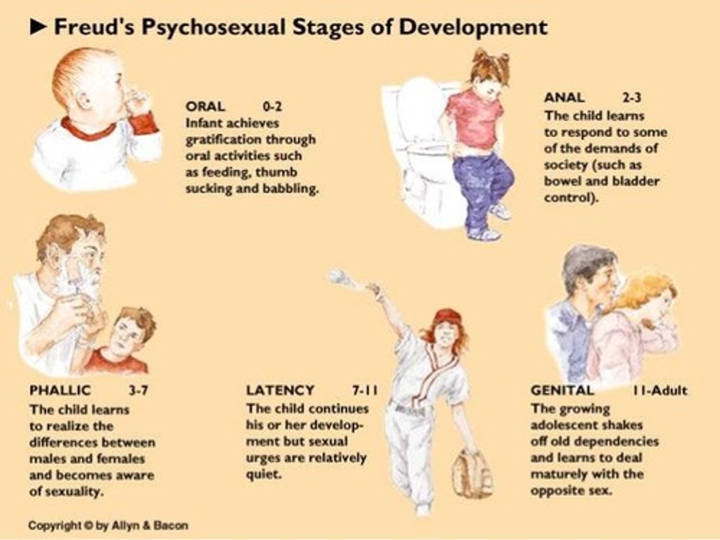 <p>- <strong>Sigmund Freud's Theory of Psychosexual Development</strong> proposes that personality develops through a <strong>series of five childhood stages</strong>, during which the <u><mark data-color="yellow" style="background-color: yellow; color: inherit;">pleasure-seeking energies of the id become focused on certain erogenous zones (sensitive areas of the body).</mark></u></p><p>- According to Freud, if a child experiences frustration or overindulgence during any stage, they can develop a <strong>fixation</strong>, meaning they become <u><mark data-color="yellow" style="background-color: yellow; color: inherit;">spiritually or behaviorally stuck in that stage</mark></u>, which shapes their adult personality traits and potential psychological conflicts.</p>