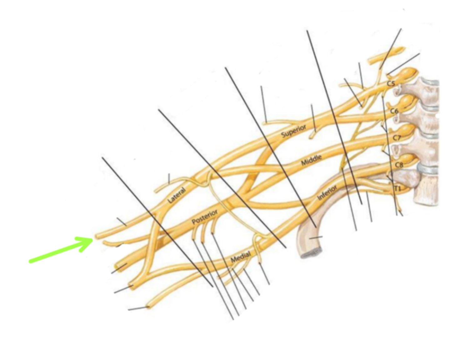 <p>Identify the structure indicated by the arrow</p>