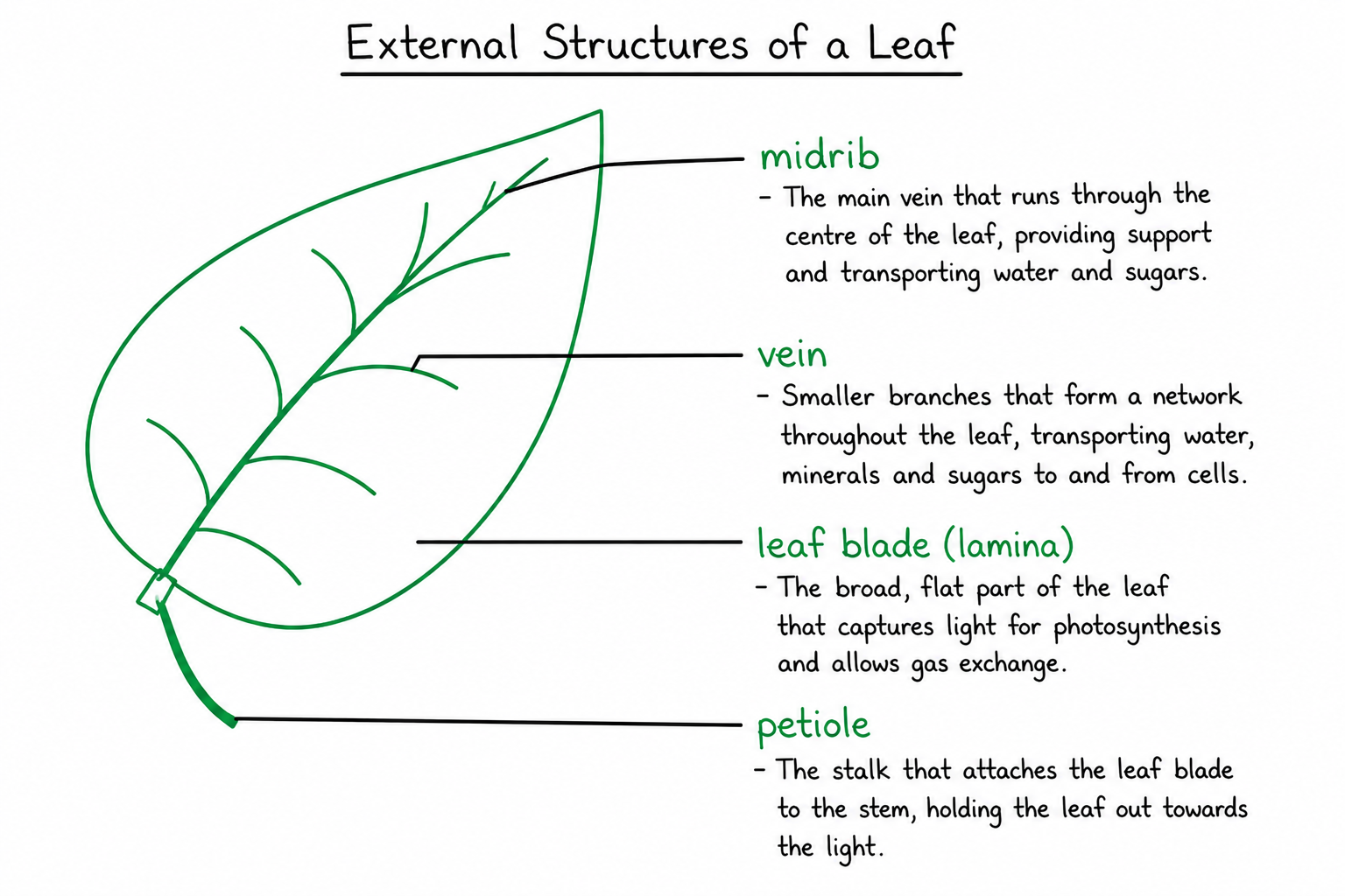 knowt flashcard image