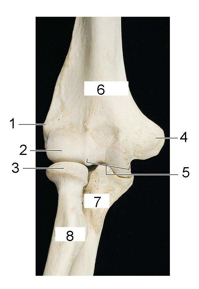 <p>What is identified in the photo (#1–#6)</p>