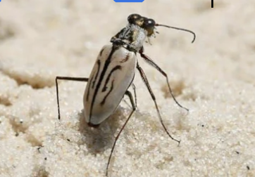 <p>Coleoptera</p>