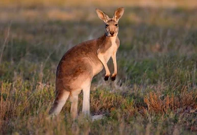 <p>What is the order of this animal? </p>