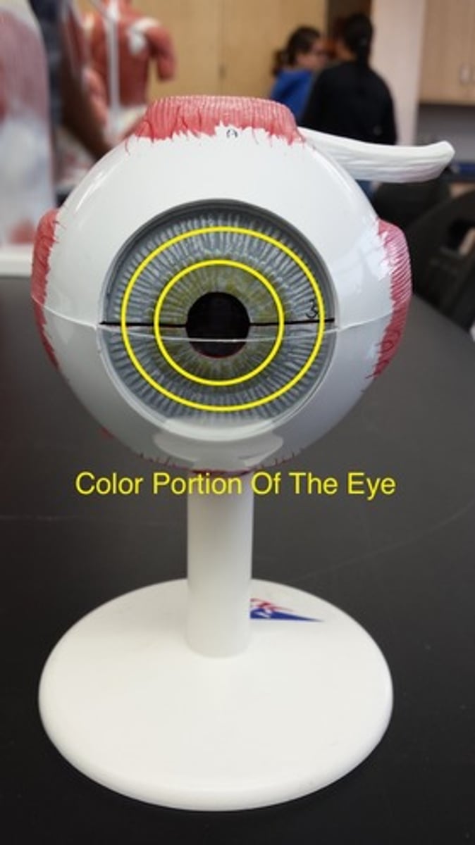 <p>What part of the eye is this? (Colored portion of the eye)</p>