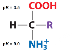 <p>Protonated/deprotonated/neutral at pH < 3.5</p>