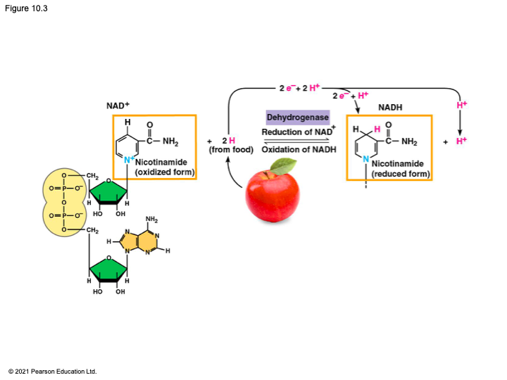 <p>n<span>icotinamide adenine dinucleotide</span></p><p><span>coenzyme that functions as an electron carrier <em>and</em> an electron acceptor, functioning as an oxidizing agent during cellular respiration</span></p><p><span><strong>NADH</strong> </span><br><span>the reduced form of NAD+ that represents stored energy tapped to synthesize ATP, formed when 2 electrons and 1 proton is transferred to NAD+ when enzyme dehydrogenase removes a pair of hydrogen atoms (2 electrons and 2 protons) from the substrate w the other proton released as a hydrogen ion (H+)</span></p>