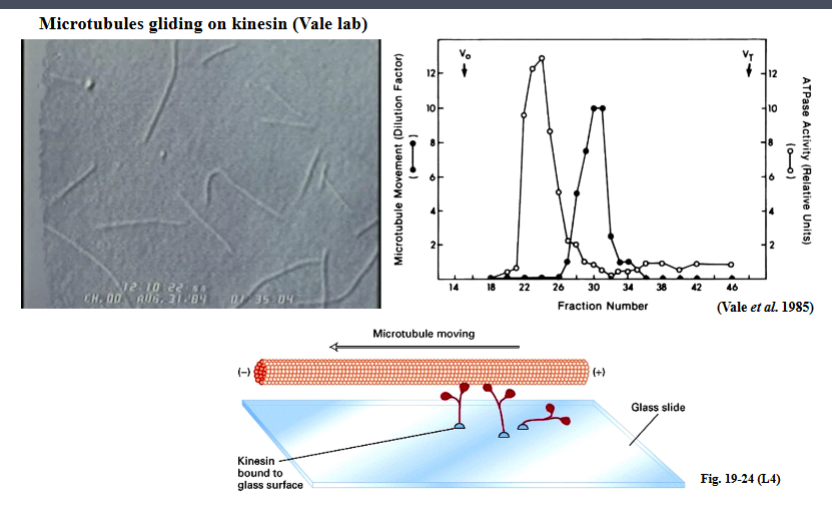 <p><span style="background-color: transparent;"><strong>The Squid Axoplasm Model and Discovery of Kinesin</strong></span></p>