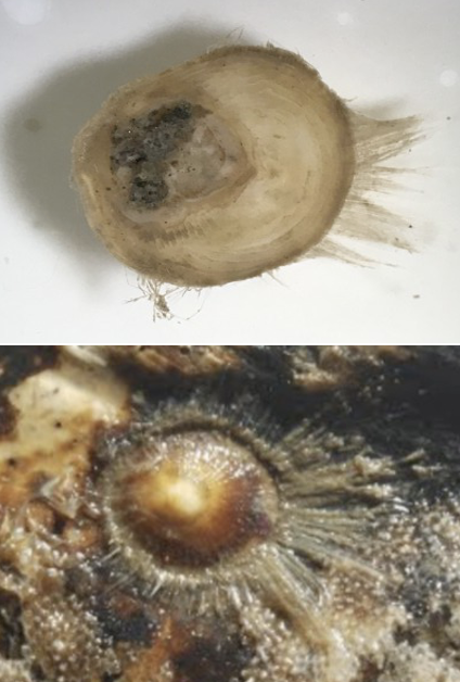 <p><strong>FILO</strong><br><strong>CLASE</strong><br><strong>FAMILIA</strong><br><strong>GÉNERO</strong><br><strong>CARACTERÍSTICAS</strong></p>