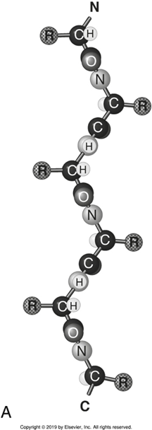 <p><span> </span>the folding of the protein into the 3D shape to make it functional</p>