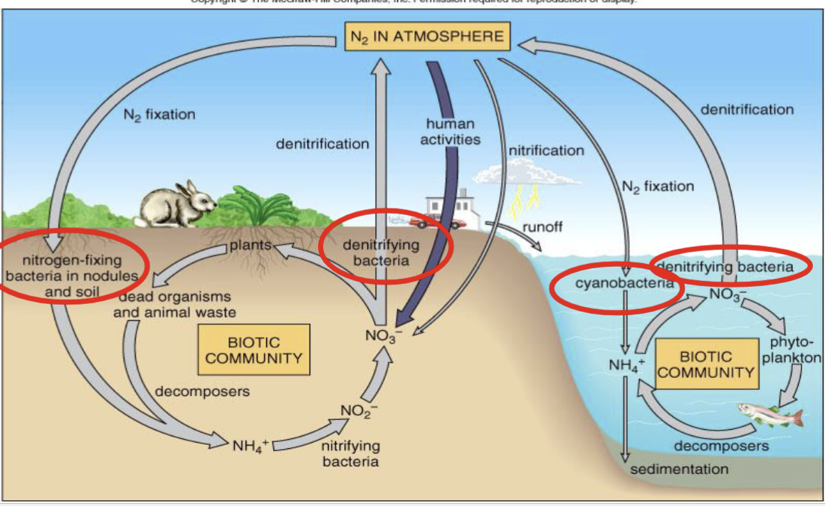 <p>reduction of nitrogen gas to ammonia</p>