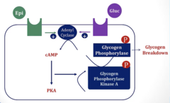 <p>1. Epi/Glucagon bind to receptors → activates Adenyl Cyclase</p><p>2. Activated Adenyl Cyclase RAISES [cAMP] inside cell → cAMP activates Protein Kinase A</p><p>3. PKA phosphorylates an GPKinase A → phosphorylates Glycogen Phosphorylase → Glycogen BREAKDOWN</p>