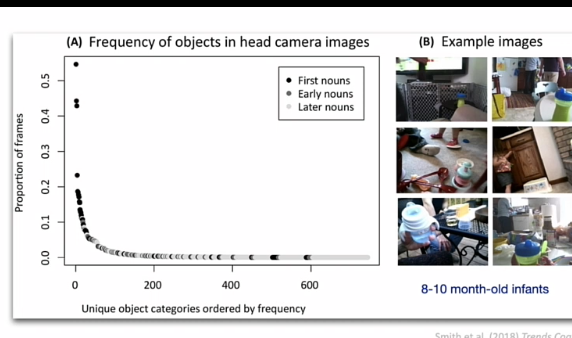 <p>De input die baby’s ontvangen is <strong>niet alleen afhankelijk van de externe omgeving</strong>, maar ook van hun <strong>eigen handelingen</strong>.</p><p><span data-name="point_right" data-type="emoji">👉</span> Door hun motorische ontwikkeling (zoals reiken, kruipen, kijken):</p><ul><li><p>veranderen baby’s <strong>wat ze zien</strong></p></li><li><p>en dus ook <strong>wat ze leren</strong></p></li><li><p></p></li></ul><p></p><ul><li><p><strong>Selectieve input</strong> </p><p>De visuele input van baby’s is:</p><p></p><ul><li><p><strong>selectief</strong></p></li><li><p><strong>niet random</strong></p></li><li><p>afhankelijk van hun gedrag</p></li></ul><p></p></li></ul><ul><li><p>jonge baby’s zien vooral wat toevallig in beeld komt</p></li><li><p>oudere baby’s gaan actief:</p><ul><li><p>objecten pakken</p></li><li><p>dingen naar ouders brengen</p></li><li><p>informatie opzoeken (“wat is dit?”)</p></li></ul><p></p></li></ul><p><strong>Feedback loops (heel belangrijk!)</strong> </p><p>Er is een voortdurende wisselwerking:</p><ol><li><p>Motorische vaardigheden ↑</p></li><li><p>→ veranderen de input die baby’s krijgen</p></li><li><p>→ beïnvloedt cognitieve ontwikkeling</p></li><li><p>→ wat weer nieuw gedrag mogelijk maakt</p></li></ol><p></p><p><span data-name="point_right" data-type="emoji">👉</span> Dit vormt een <strong>feedback loop</strong></p><p></p>