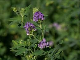 <p>Alfalfa</p>
