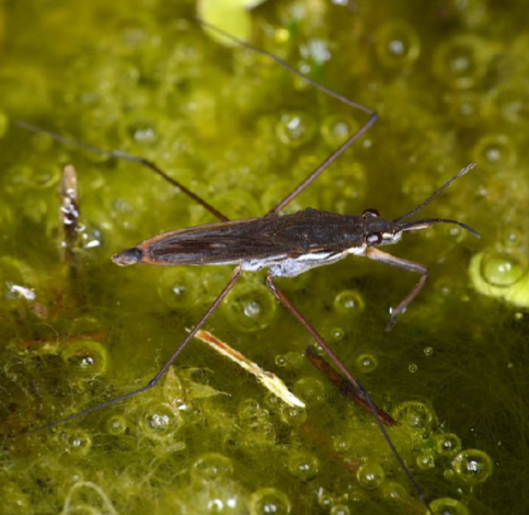 <p>Pond skaters with elongated legs where the spacing between the first and middle legs is much greater than between the middle and hind legs.</p>