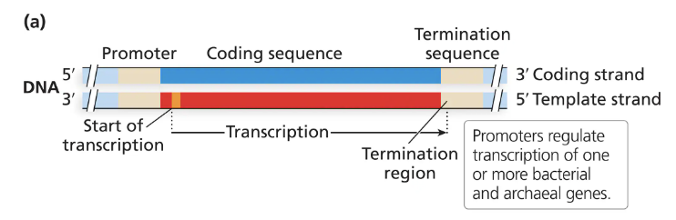 <ul><li><p>Starts near the promoter at the start of transcription, the DNA location where transcription of a sequence begins</p></li><li><p>Ends at the termination sequence, where another DNA sequence facilitates the stopping of transcription</p></li></ul><p></p>