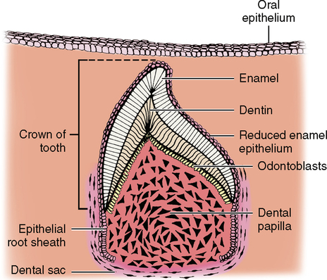 <p>Hertwig’s Sheath (Epithelial tooth sheath)</p>