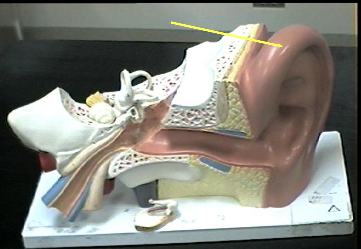 <p>Identify the ear parts. </p>