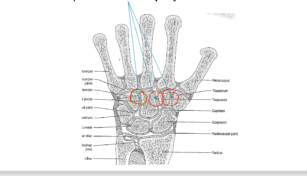 <p><span>Joints between carpals</span></p>