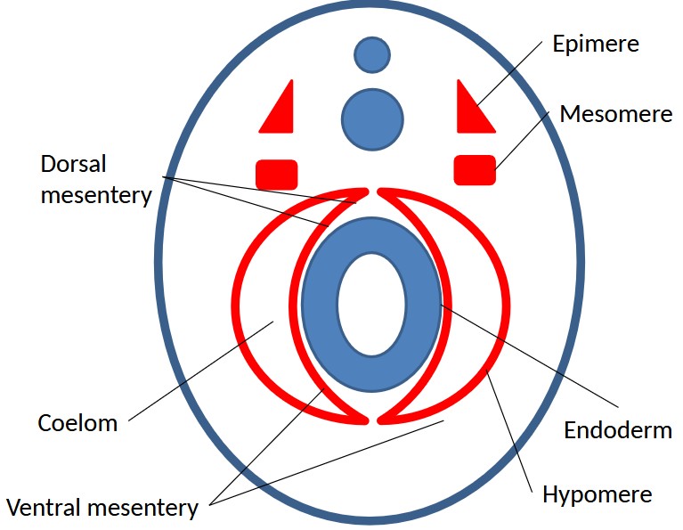<p>Dorsal mesentery- attaches to the curve of the stomach, keeps the digestive organs separate from digestive wall</p><p></p><p>Epimere - dorsal mesoderm, epaxial muscles</p><p></p><p>Mesomere - intermediate mesoderm, kidney tubules and excretory glands</p><p></p><p>Hypomere - lateral mesoderm, heart, lymphatic system </p><p></p><p></p>