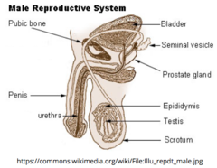 <p>a duct that sits around the testes</p>