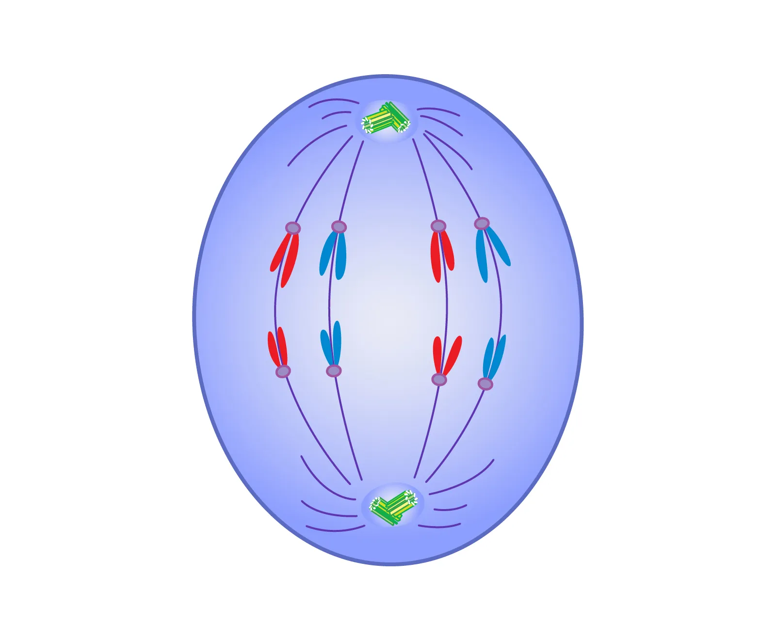 <p><span style="background-color: transparent;">(apart)</span></p><ul><li><p><span style="background-color: transparent;">Chromosome copies <strong>divide</strong>&nbsp;</span></p></li></ul><ul><li><p><span style="background-color: transparent;">Centromeres split</span></p></li><li><p><span style="background-color: transparent;">&nbsp;move toward opposite sides of the cell&nbsp;</span></p></li></ul><p><span style="background-color: transparent;">- (pulled by spindle fibers)</span></p>