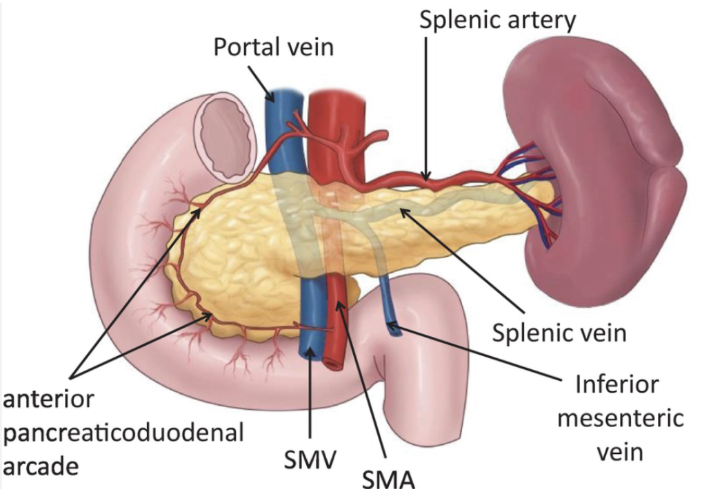 <p>Superior mesenteric vein</p>