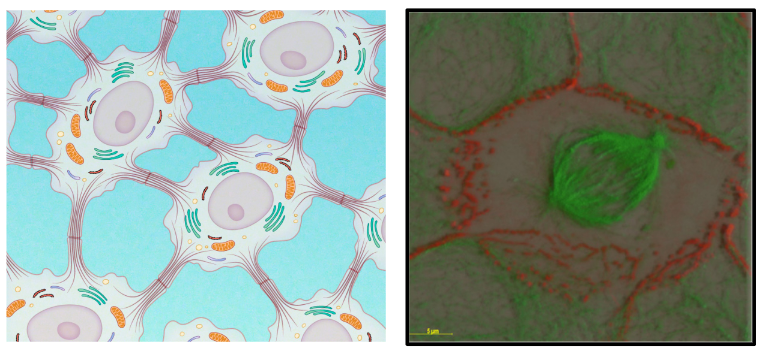 <p>found along the membranes of interconnected epithelia</p><p>physical connection between adjacent cells</p><p>flexibility and support </p><p>pathology: pemphigus vulgaris, an autoimmune disorder characterized by separation of epidermal layers and blistering </p>