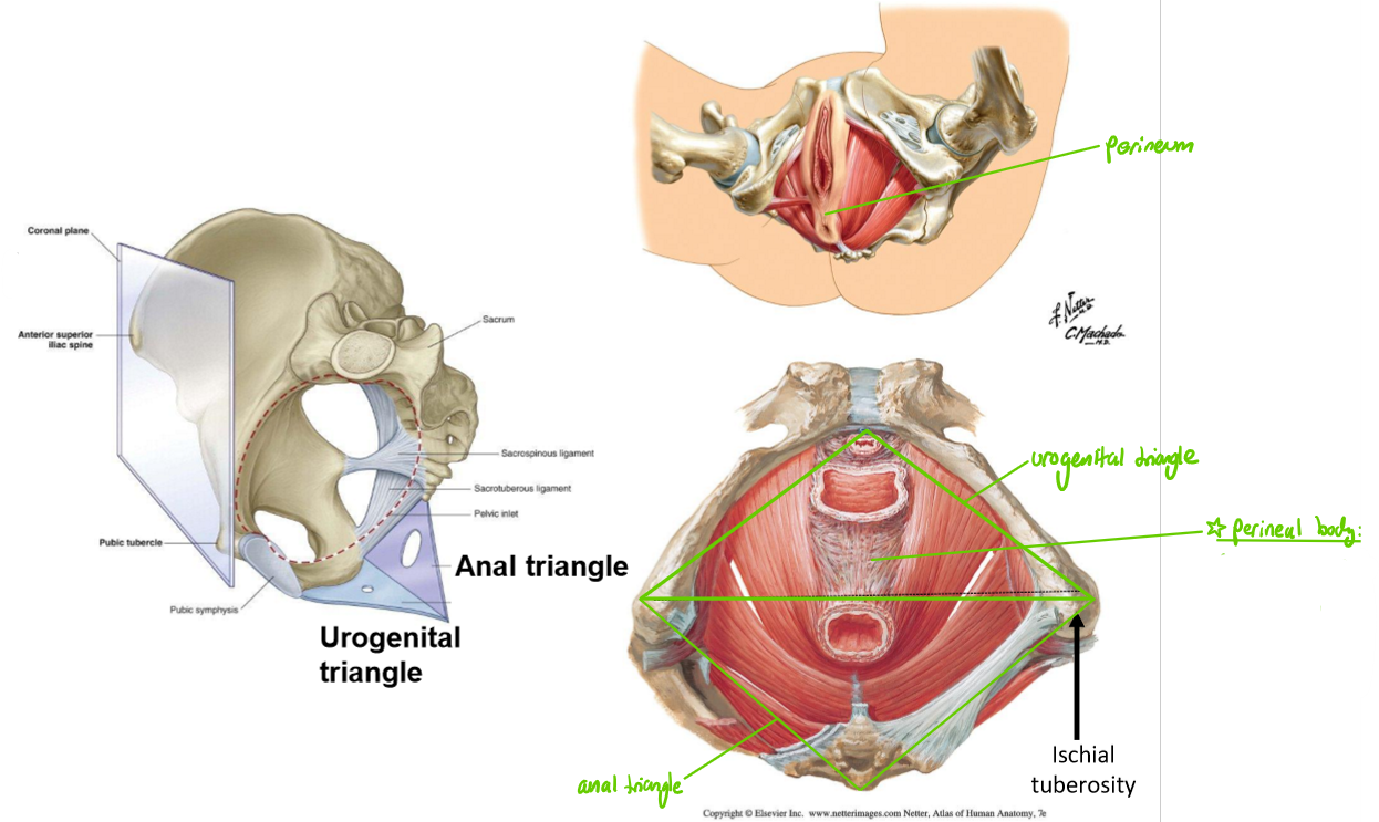 <p>Divided into:</p><ul><li><p><strong>Urogenital triangle</strong>: contains external openings of <em>urethra</em> & <em>vag!na</em></p></li><li><p><strong>An@l triangle</strong>: contains external openings of <em>@nus</em></p></li></ul><p></p>