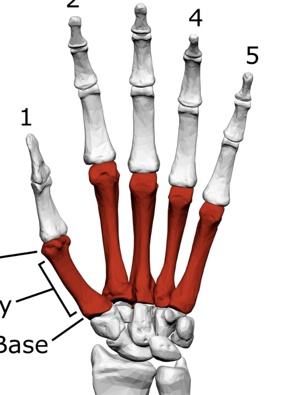 <p><span><span>a group of </span><strong><span>five bones</span></strong><span> located in the palm of the hand, connecting the wrist (carpal bones) to the fingers and thumb</span></span></p>