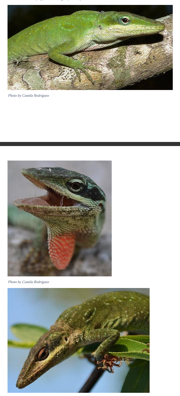 <p>Green Anole order & suborder</p>